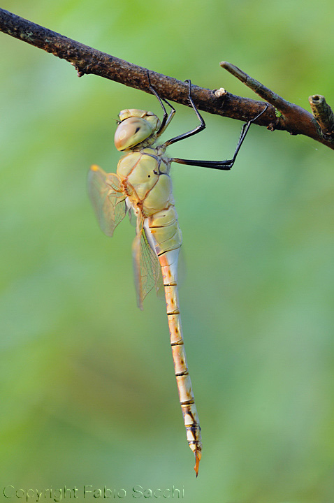 Anax ephipigger maschio